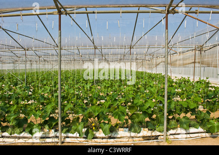 La culture des concombres, Merlino Azienda Agricola San Maurizio, Merlino, province de Lodi, Italie Banque D'Images