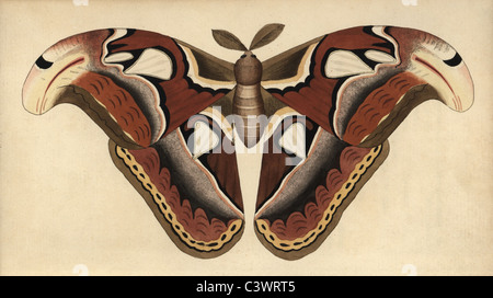 Papillon Attacus Atlas, Atlas Banque D'Images