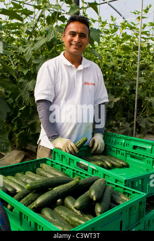 Travailleur indien dans la culture des concombres, Merlino Azienda Agricola San Maurizio, Merlino, province de Lodi, Italie Banque D'Images