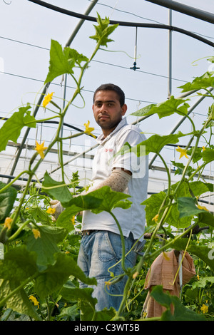 Travailleur indien dans la culture des concombres, Merlino Azienda Agricola San Maurizio, Merlino, province de Lodi, Italie Banque D'Images