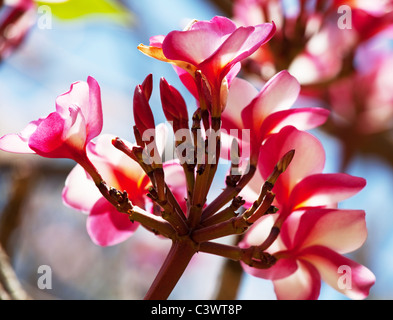 Des fleurs tropicales sur Hawaii Banque D'Images