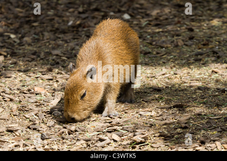 Un bébé capybara à Chessington World of Adventure. Banque D'Images