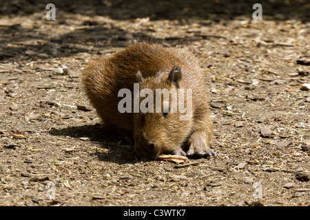 Un bébé capybara à Chessington World of Adventure. Banque D'Images