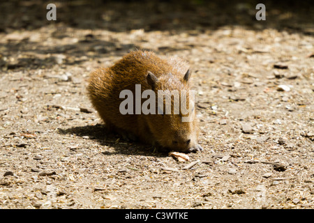 Un bébé capybara à Chessington World of Adventure. Banque D'Images