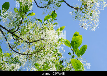 Oleaceae chionanthus virginicus L. américain fringe tree fringetree barbe grise grancy Old Man's beard man USA jardin jardin Banque D'Images