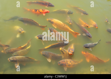 Koi de poissons colorés dans un étang Banque D'Images