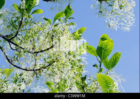 Oleaceae chionanthus virginicus L. américain fringe tree fringetree barbe grise grancy Old Man's beard man USA jardin jardin Banque D'Images