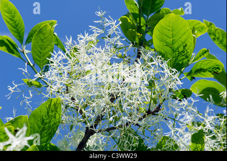 Oleaceae chionanthus virginicus L. américain fringe tree fringetree barbe grise grancy Old Man's beard man USA jardin jardin Banque D'Images