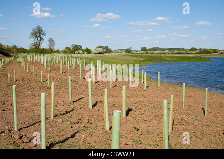 Réserve naturelle d'Attenborough plantation de nouveaux arbres autour d'une nouvelle lagune une terre gravier Bretagne Angleterre GO UK UE Banque D'Images