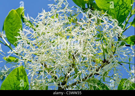 Oleaceae chionanthus virginicus L. américain fringe tree fringetree barbe grise grancy Old Man's beard man USA jardin jardin Banque D'Images