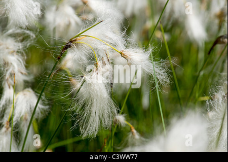 CYPERACEAE linaigrette linaigrette Eriophorum angustifolium honck jardinage jardin fleur boule de neige Boule de neige blanc floraison s Banque D'Images