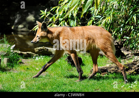 Le loup à crinière (Chrysocyon brachyurus) marcher sur l'herbe vu de profil Banque D'Images