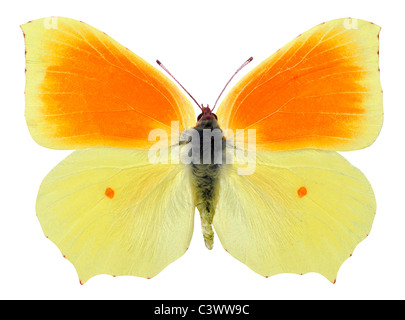 Mâle de macro (Gonepteryx cleopatra Cleopatra butterfly) isolé sur fond blanc Banque D'Images