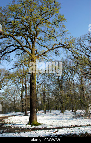 Le châtaignier (Castanea sativa) dans la neige au début du printemps à la forêt de Clamart en France Banque D'Images