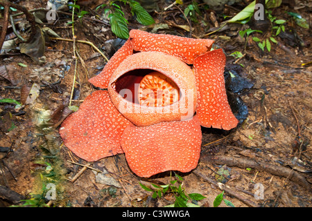 Fleur Rafflesia Banque D'Images