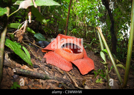 Fleur Rafflesia Banque D'Images