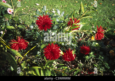 Dalia rouge fleurs dans lit de fleur avec de l'herbe en arrière-plan Banque D'Images