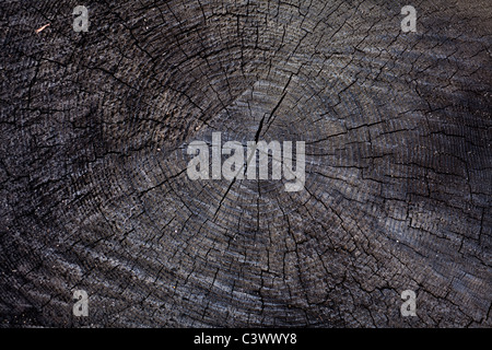 Texture bois close up pour le fond Banque D'Images