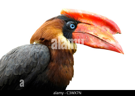 Portrait de profil isolé Le calao calao (Buceros hydrocorax) Banque D'Images