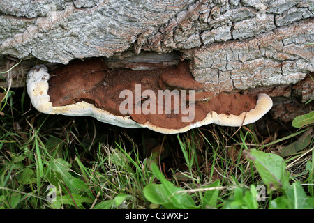 Le sud du champignon, Ganoderma adspersum, Ganodermataceae Banque D'Images