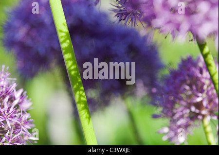 Allium 'Globemaster'. fleurs tiges du soleil et des ombres résumé Banque D'Images