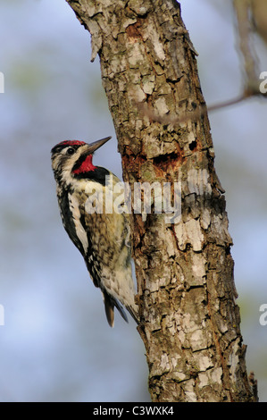 Pic maculé (Sphyrapicus varius), homme à sap eh bien, New Braunfels, Texas Hill Country, Centre, France Banque D'Images