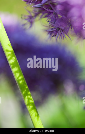 Allium 'Globemaster'. fleurs tiges du soleil et des ombres résumé Banque D'Images