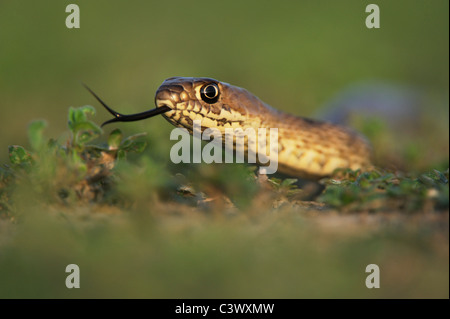 Western Coachwhip Masticophis flagellum testaceus (), les jeunes, Laredo, Webb, comté de South Texas, USA Banque D'Images