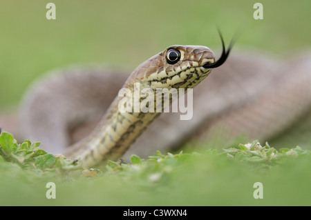 Western Coachwhip Masticophis flagellum testaceus (), les jeunes, Laredo, Webb, comté de South Texas, USA Banque D'Images