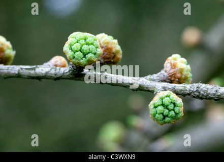 Les jeunes pousses du mélèze Doré, Pseudolarix amabilis, Pinaceae. La Chine. Banque D'Images