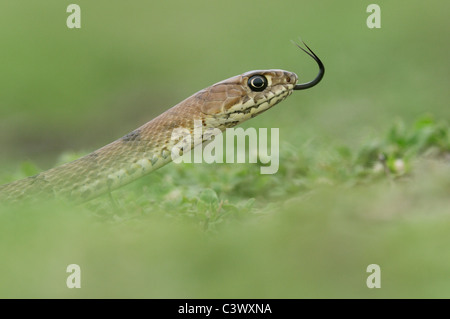 Western Coachwhip Masticophis flagellum testaceus (), les jeunes, Laredo, Webb, comté de South Texas, USA Banque D'Images