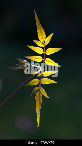 Jasminum officinale 'crème caillée' feuilles éclairées par le soleil du matin sur un fond sombre Banque D'Images