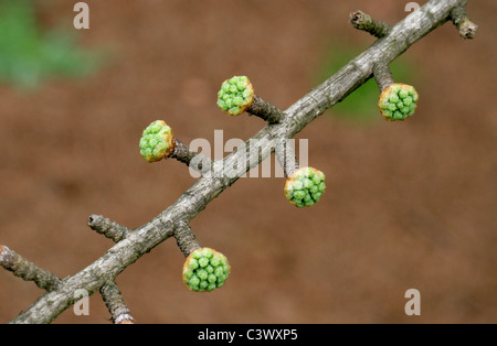 Les jeunes pousses du mélèze Doré, Pseudolarix amabilis, Pinaceae. La Chine. Banque D'Images