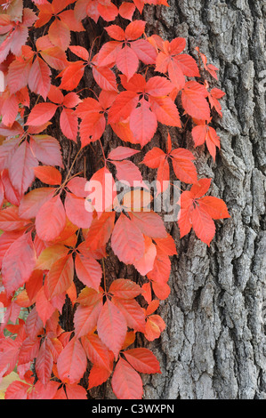 Vigne vierge (Parthenocissus quinquefolia), escalade de Live Oak (Quercus virginiana) avec les couleurs de l'automne, Kerrville, Texas Banque D'Images