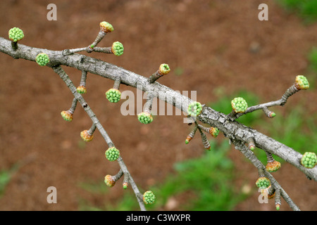 Les jeunes pousses du mélèze Doré, Pseudolarix amabilis, Pinaceae. La Chine. Banque D'Images