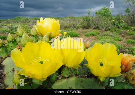 Texas Cactus (Opuntia engelmanni), des plantes en fleurs, Laredo, Webb, comté de South Texas, USA Banque D'Images