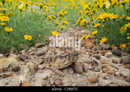 Texas (Phrynosoma cornutum), entre adultes (Dogweed pentachaeta Dyssodia), Laredo, Webb, comté de South Texas, USA Banque D'Images