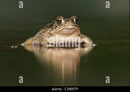 Texas (Bufo speciosus), des profils en étang, Laredo, Webb, comté de South Texas, USA Banque D'Images