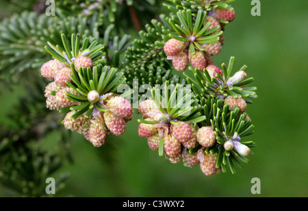 Abies koreana Sapin de Corée,, Pinaceae. La Corée, l'Asie. Banque D'Images