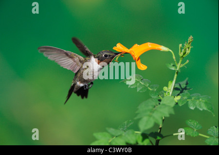 Colibri à gorge rubis (Archilochus colubris), homme en vol se nourrissant de fleurs de chèvrefeuille, Hill Country, Centre du Texas, USA Banque D'Images