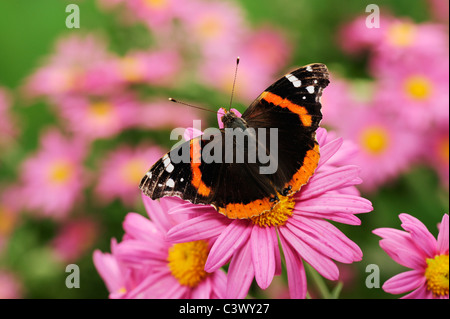 Vulcain (Vanessa atalanta), des profils sur Gerbera Gerbera Daisy (sp.), Comal Comté, Hill Country, Centre du Texas, USA Banque D'Images