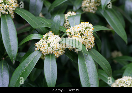 Skimmia japonica, Anquetilia x, Rutacées. Banque D'Images