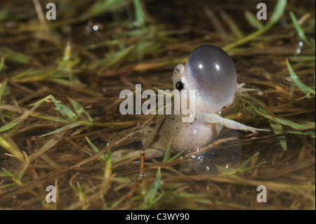 Great Plains Toad (Narrowmouth Gastrophryne olivacea), homme de nuit appeler, Laredo, Webb, comté de South Texas, USA Banque D'Images