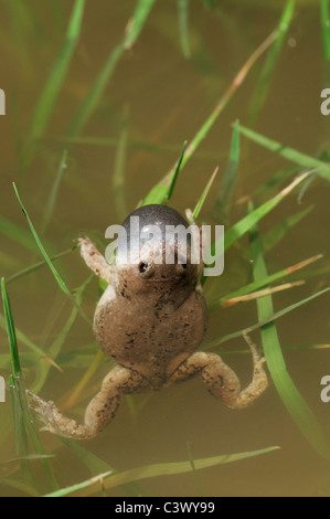 Great Plains Toad (Narrowmouth Gastrophryne olivacea), homme de nuit appeler, Laredo, Webb, comté de South Texas, USA Banque D'Images