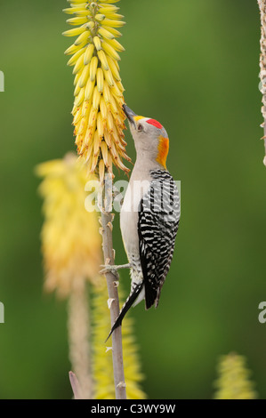 Pic à front doré (Melanerpes aurifrons), homme d'alimentation Lily torche, Red Hot Poker (Kniphofia sp.), Laredo, Texas Banque D'Images