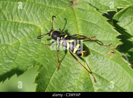 Wasp Beetle, Clytus arietis, Cerambycidae, Chrysomeloidea, Coleoptera. Banque D'Images