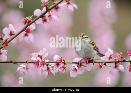 Bruant familier (Spizella passerina), des profils sur l'arbre en fleurs du pêcher (Prunus persica), San Antonio, San Antonio, Texas Banque D'Images