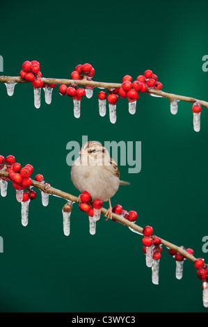 Bruant familier (Spizella passerina), adulte sur le couvert de glace Possum Haw Holly (Ilex decidua) petits fruits, New Braunfels, Texas Banque D'Images