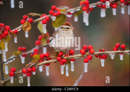 Bruant familier (Spizella passerina), adulte sur le couvert de glace Possum Haw Holly (Ilex decidua) petits fruits, New Braunfels, Texas Banque D'Images