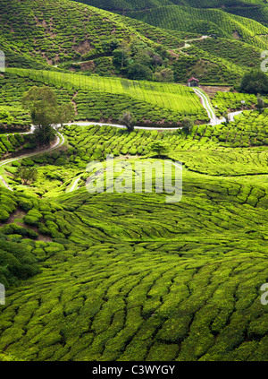 La plantation de thé, la Malaisie Banque D'Images